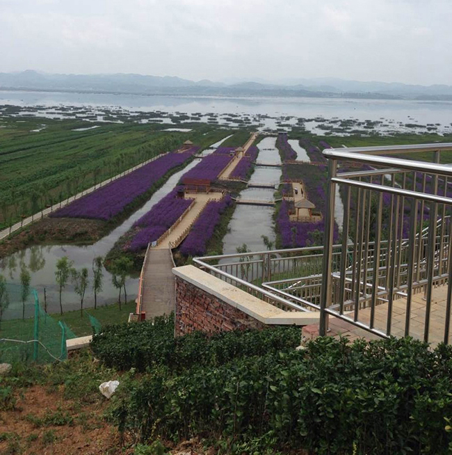 ľ���L(zh��ng)��-�F�(y��ng)����ľ